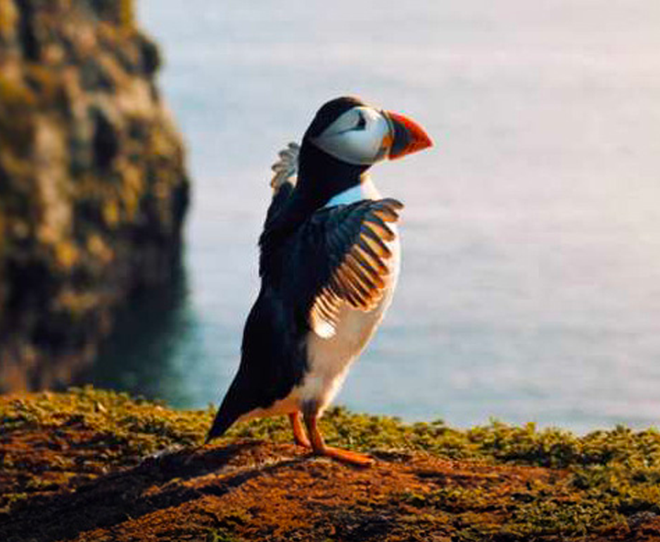 Our 2023 charity partner - Royal Society for the Protection of Birds (RSPB)